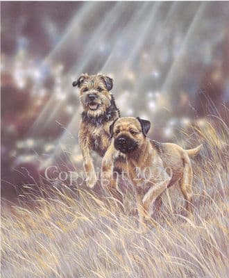Border Terrier Limited Edition Print Rough & Ready by Paul Doyle