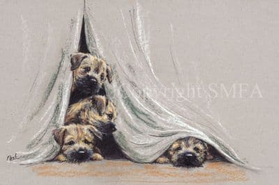 Border Terrier Limited Edition Print 'Stage Fright' by Paul Doyle