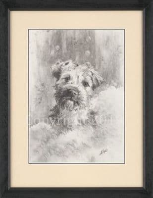 Border Terrier Original Charcoal Drawing 'Bubbles' by Paul Doyle G2090