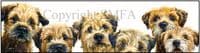 Border Terrier Signed Open Edition Print 'Borderline' by Paul Doyle