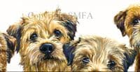 Border Terrier Signed Open Edition Print 'Borderline' by Paul Doyle