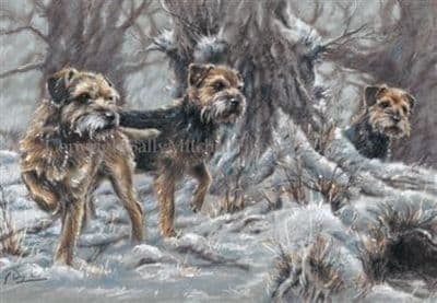 Border Terriers in the Snow Christmas Cards 'Border Force' by Paul Doyle C519X