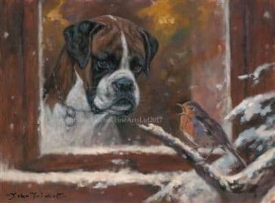 Boxer and Robin Christmas Cards 'Curiosity' by John Trickett C506X