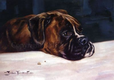 Boxer Blank Greeting Card 'Crumbs!' by John Trickett C162