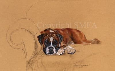 Boxer Limited Edition Print 'Forty Winks' by Debbie Gillingham