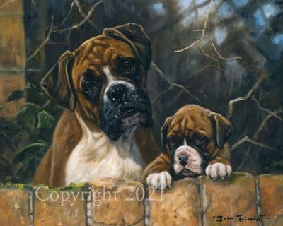 Boxer Limited Edition Print 'Mums the Word' by John Trickett