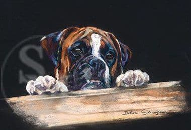 Boxer Original Pastel Painting 'Boxer' by Debbie Gillingham