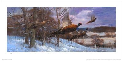 Breaking Cover' Ltd Edition Pheasant Print by John Trickett