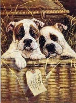 Bull Dog Puppy Blank Greetings Card 'With Care' by Mick Cawston B151