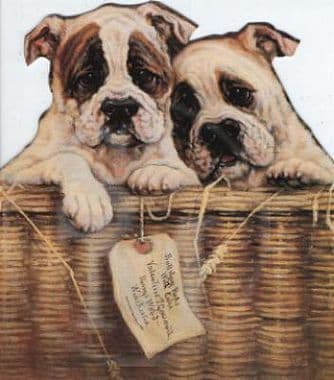 Bull Dog Pups  Blank Cut Out Card 'With Care' by Mick Cawston  AM01