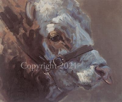 Bull Limited Edition Print 'The Hereford Bull' by Malcolm Coward