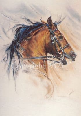 C127 Stallion Blank Greetings Card 'Majesty' by Janet Payne