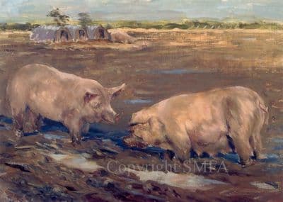 C229 Pig Blank Greetings Card 'Mud Bath' by Iris Collett