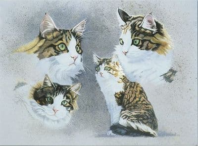 Cat Blank Greetings Card 'The Tortoiseshell' by Margaret Hawkes C19