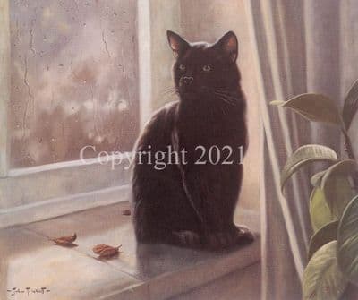 Cat Limited Edition Print 