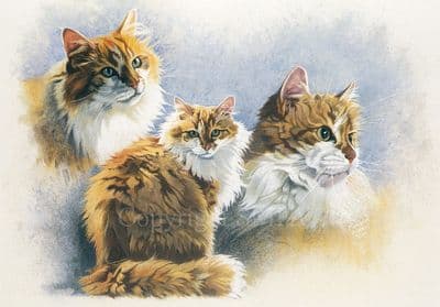 Cat Tabby Blank Greetings Card  'Grandma's Best Friend' by Margaret Hawkes C81