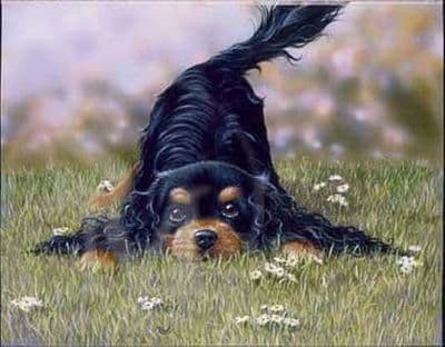 Cavalier King Charles Spaniel Blank Greetings Card 'Come and Play' by Paul Doyle C234