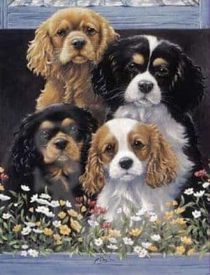 Cavalier King Charles Spaniel Blank Greetings Card 'The Window Box' by Paul Doyle C158