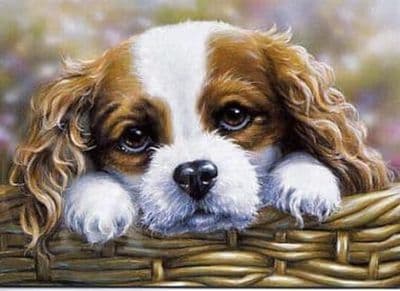 Cavalier King Charles Spaniel Card 'Take me Home' by Paul Doyle C107