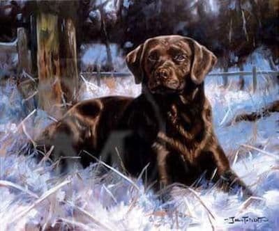 Chocolate Lab