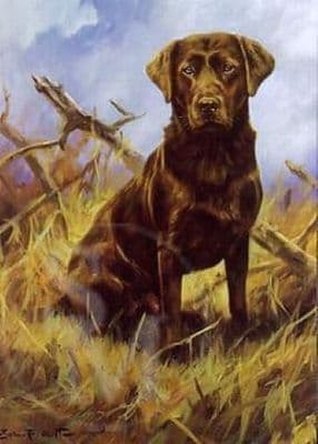 Chocolate Labrador  Blank Greetings Card 'Chocolate Lab' by John Trickett C114