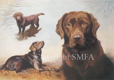 Chocolate Labrador Greetings Card 