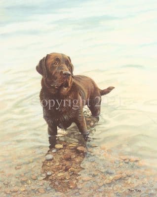 Chocolate Labrador Limited Edition Print 'Still Waters' by Pippa Thew