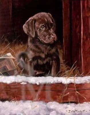 Chocolate Labrador Puppy Christmas Cards 'First Winter' by John Trickett C257X