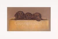 Chocolate Labrador Puppy Limited Edition Print 'Chocolate Box' by Debbie Gillingham