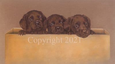 Chocolate Labrador Puppy Limited Edition Print 'Chocolate Box' by Debbie Gillingham