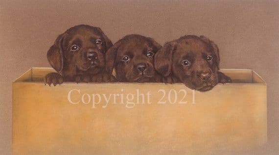 Chocolate Labrador Puppy Limited Edition Print 'Chocolate Box' by Debbie Gillingham