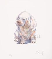 Clumber Spaniel Limited Edition Print 'The Clumber Spaniel' by Malcolm Coward