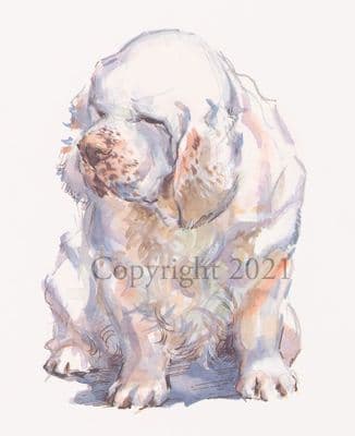 Clumber Spaniel Limited Edition Print 'The Clumber Spaniel' by Malcolm Coward