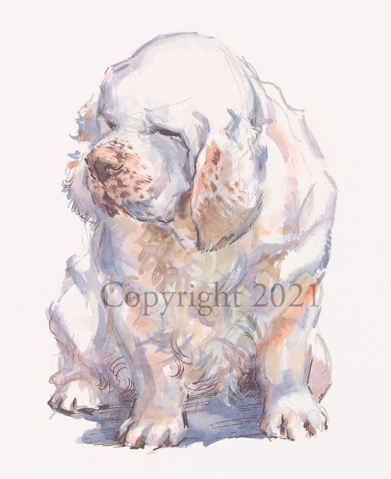 Clumber Spaniel Limited Edition Print 'The Clumber Spaniel' by Malcolm Coward