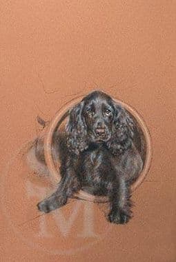 Cocker Spamiel Limited Edition Print 'Squatters Rights' by Debbie Gillingham