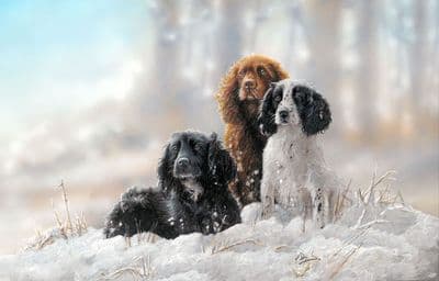 Cocker Spaniel Blank Greetings Card 'All Weather Workers' by Paul Doyle C673