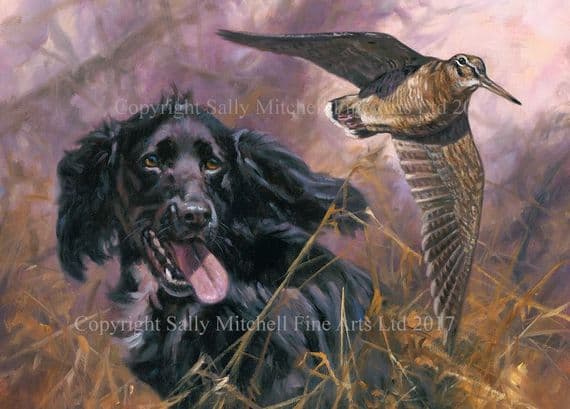 Cocker Spaniel Blank Greetings Card 'Black Cocker Flushing' by John Trickett C521