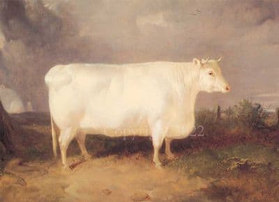 Cow Blank Greetings Card A Prize Cow by Thomas Woodward B50