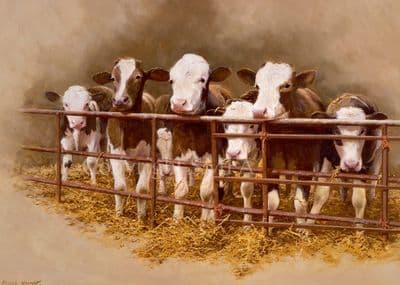 Cow Blank Greetings Card 'Waiting For Breakfast' by Frank Wright C85