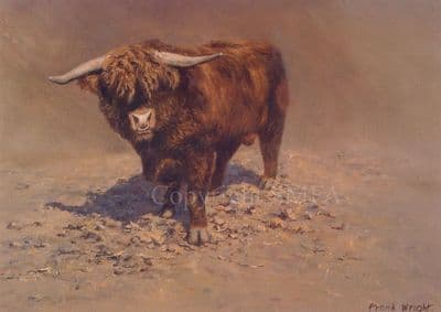 Cow Cattle Blank Greetings Card 'Highland Henry' by Frank Wright C227
