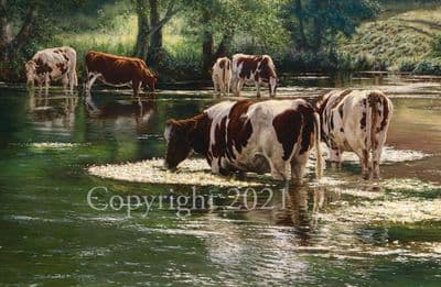 Cow Limited Edition Print 'Down By The River' by Emily Charlesworth