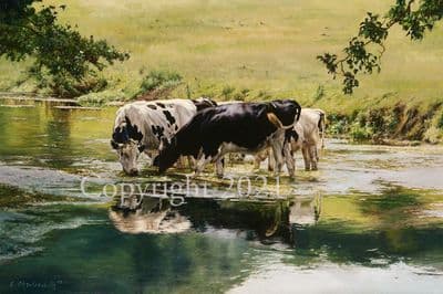 Cow Limited Edition Print 'River Grazing' by Emily Charlesworth