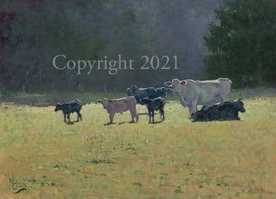 Cows in meadow Limited Edition Print 'Summer Evening' by Malcolm Coward