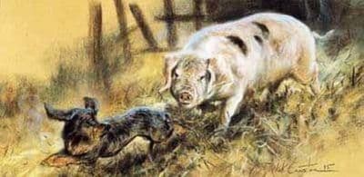 Dachshund Pig Blank Greetings Card 'Sausage Dog' by Mick Cawston CS22