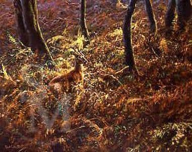 Deer Limited Edition Print 'In The Forest' by Mick Cawston