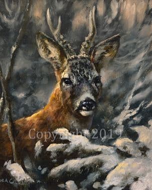 Deer Open Edition Print 'Roe Buck' by Mick Cawston