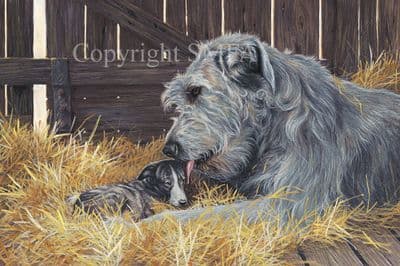 Deerhound Limited Edition Print 'Gentle Giant' by Paul Doyle