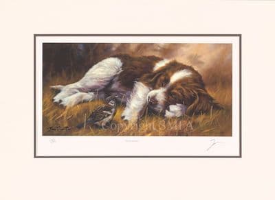 Do Not Disturb Ex-Display Mounted Springer Spaniel Print by John Trickett