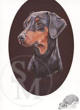 Doberman Open Edition Print 'Doberman' by Josephine Copley
