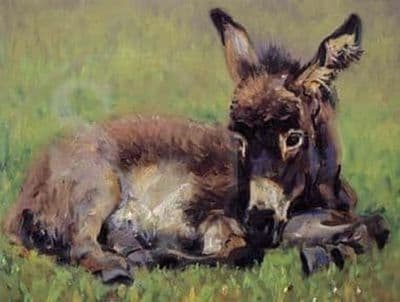 Donkey Blank Greetings Card 'A Quiet Nap' by Malcolm Coward C153